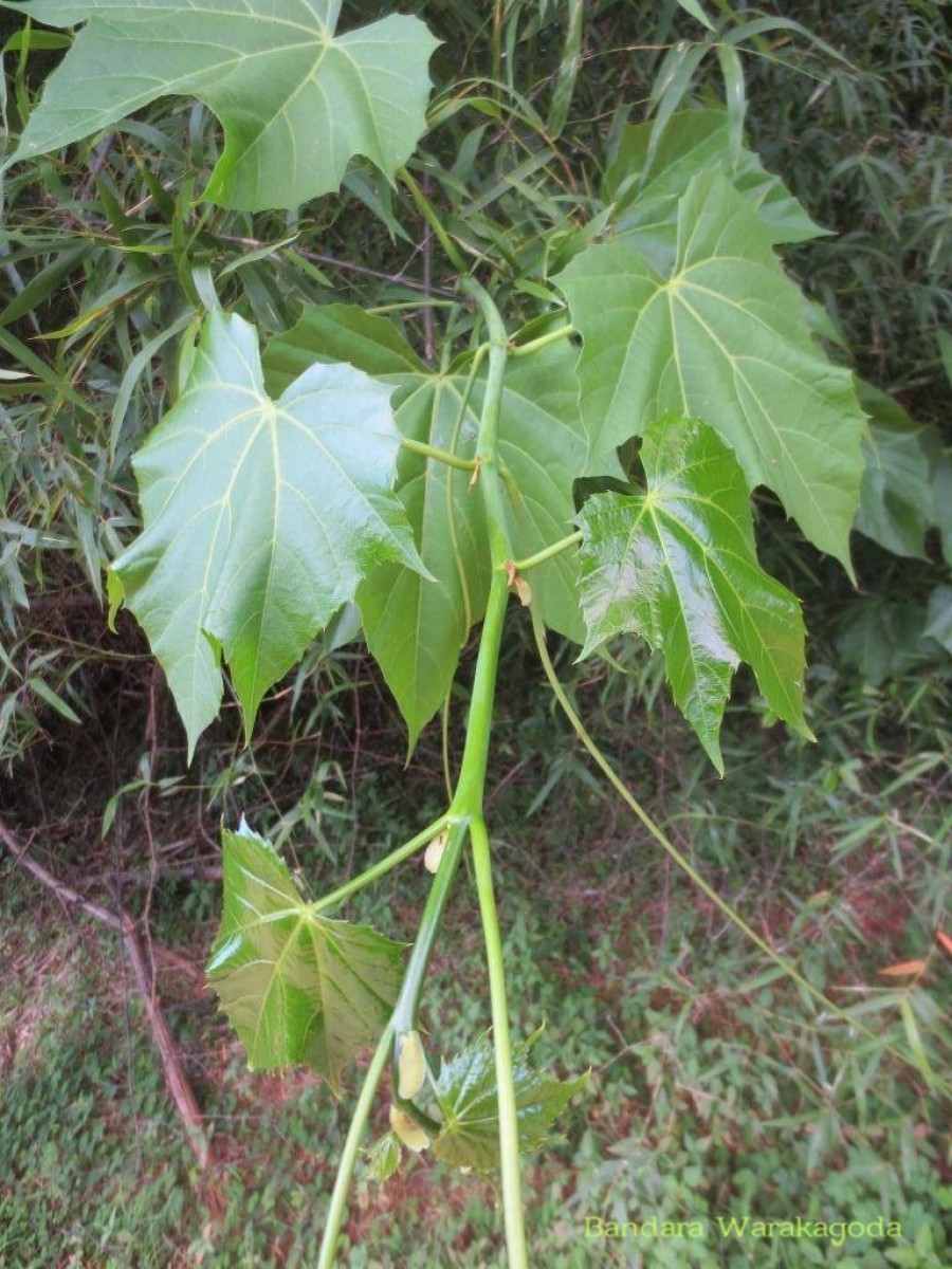 Cissus heyneana Steud.